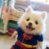 萌犬无敌“袋”着走