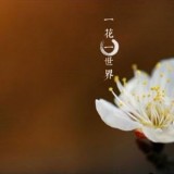 佛说：一花一世界